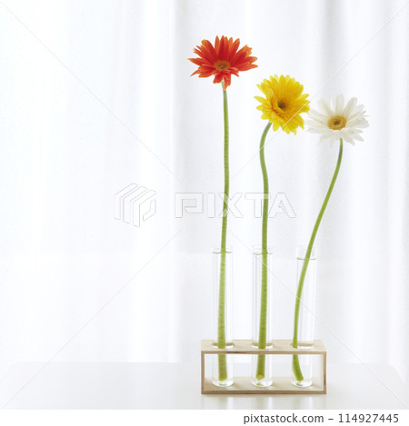 Gerbera 114927445
