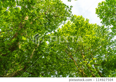 抬頭仰望新綠的梧桐樹 114927504