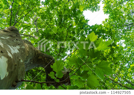 抬頭仰望新綠的梧桐樹 抬頭仰望新綠的梧桐樹 114927505