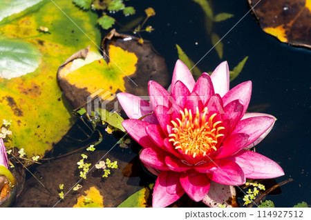 紅潮百合花 紅潮百合花 114927512