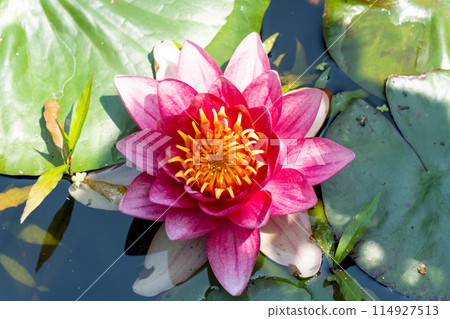 Pink water lilies floating on the surface of the water Pink water lilies floating on the surface of the water 114927513