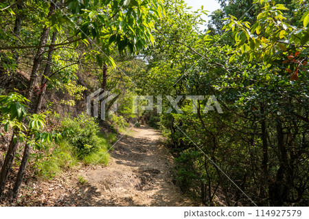 一條通往綠色森林的山路 114927579