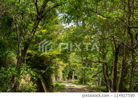 綠樹環繞的長廊 114927580
