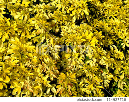 Yellow flowers Yellow flowers 114927716