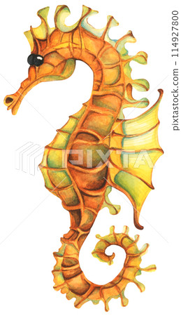 Colorful tropical fish. Aquarium animals .Watercolor illustration tropical fish. Underwater sealife concept. 114927800