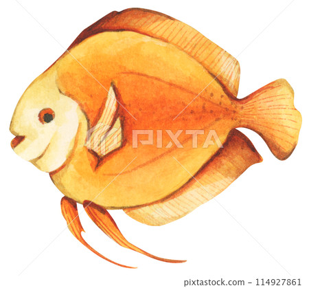 Colorful tropical fish. Aquarium animals .Watercolor illustration tropical fish. Underwater sealife concept. 114927861