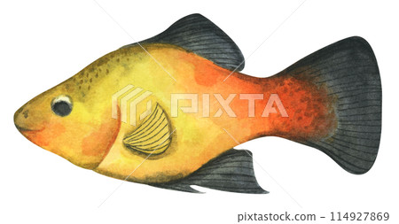 Colorful tropical fish. Aquarium animals .Watercolor illustration tropical fish. Underwater sealife concept. Colorful tropical fish. Aquarium animals .Watercolor illustration tropical fish. Underwater sealife concept. 114927869