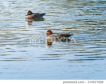 Wigeon swimming in a pond 114927886