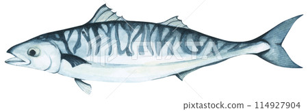 Colorful tropical fish. Aquarium animals .Watercolor illustration tropical fish. Underwater sealife concept. 114927904