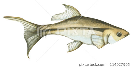 Colorful tropical fish. Aquarium animals .Watercolor illustration tropical fish. Underwater sealife concept. 114927905