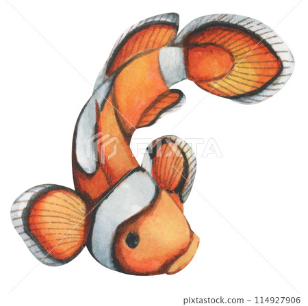 Colorful tropical fish. Aquarium animals .Watercolor illustration tropical fish. Underwater sealife concept. 114927906