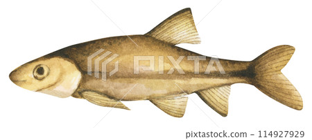 Colorful tropical fish. Aquarium animals .Watercolor illustration tropical fish. Underwater sealife concept. Colorful tropical fish. Aquarium animals .Watercolor illustration tropical fish. Underwater sealife concept. 114927929