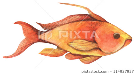 Colorful tropical fish. Aquarium animals .Watercolor illustration tropical fish. Underwater sealife concept. Colorful tropical fish. Aquarium animals .Watercolor illustration tropical fish. Underwater sealife concept. 114927937