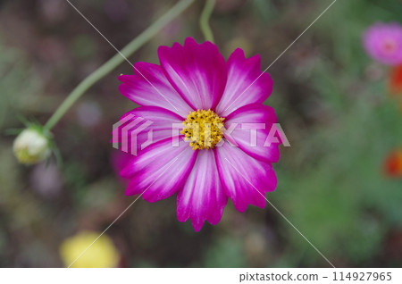 Cosmos 114927965