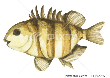 Colorful tropical fish. Aquarium animals .Watercolor illustration tropical fish. Underwater sealife concept. 114927970