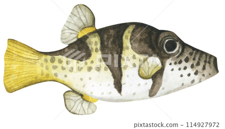 Colorful tropical fish. Aquarium animals .Watercolor illustration tropical fish. Underwater sealife concept. 114927972