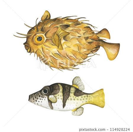 Set of colorful tropical fish. Aquarium animals .Watercolor illustration tropical fish. Underwater sealife concept. Set of colorful tropical fish. Aquarium animals .Watercolor illustration tropical fish. Underwater sealife concept. 114928224