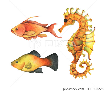 Set of colorful tropical fish. Aquarium animals .Watercolor illustration tropical fish. Underwater sealife concept. Set of colorful tropical fish. Aquarium animals .Watercolor illustration tropical fish. Underwater sealife concept. 114928228
