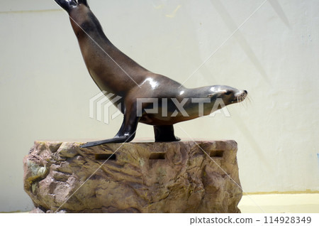 海獅 海獅 114928349