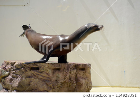 海獅 海獅 114928351