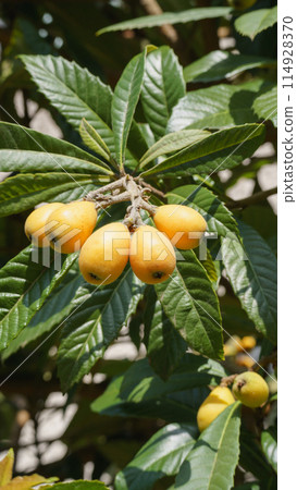 Fruit of loquat 114928370