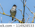 Europea blackcap (Sylvia atricapilla) 114928533