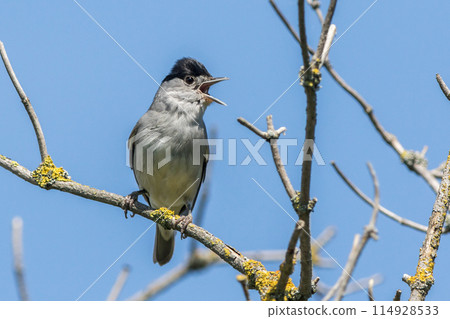 Europea blackcap (Sylvia atricapilla) 114928533