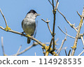 Europea blackcap (Sylvia atricapilla) 114928535