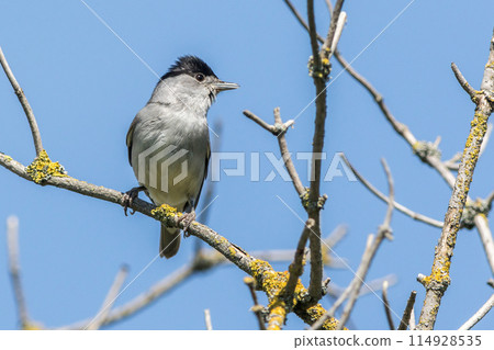 Europea blackcap (Sylvia atricapilla) 114928535