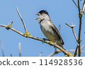Europea blackcap (Sylvia atricapilla) 114928536