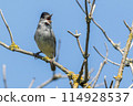 Europea blackcap (Sylvia atricapilla) 114928537