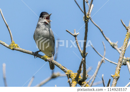Europea blackcap (Sylvia atricapilla) 114928537