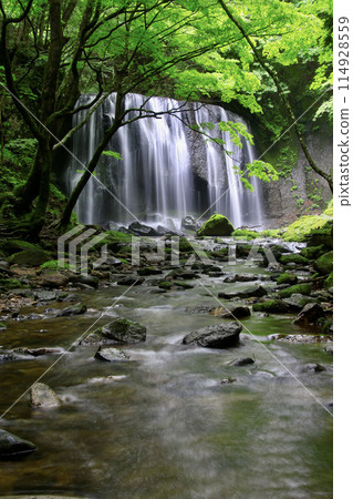 Tatsuzawa Fudo Waterfall in early summer (Inawashiro Town, Fukushima Prefecture) Tatsuzawa Fudo Waterfall in early summer (Inawashiro Town, Fukushima Prefecture) 114928559