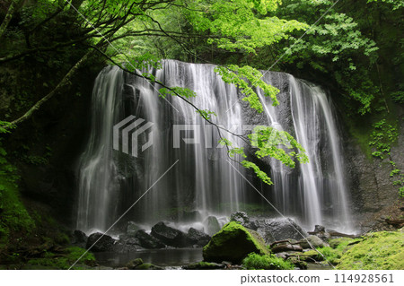 Tatsuzawa Fudo Waterfall in early summer (Inawashiro Town, Fukushima Prefecture) Tatsuzawa Fudo Waterfall in early summer (Inawashiro Town, Fukushima Prefecture) 114928561