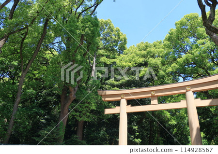 神社鳥居與守護森林 鳥居的風景 神社鳥居與守護森林 鳥居的風景 114928567
