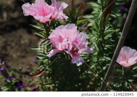 春天花園裡盛開的粉紅色 godetia 花 114928945