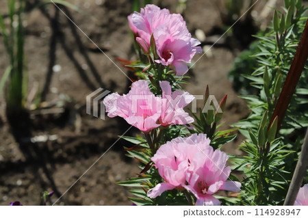 春天花園裡盛開的粉紅色 godetia 花 114928947