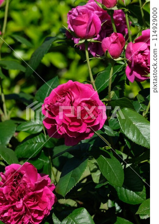 Red-purple rose "Allegory" Red-purple rose "Allegory" 114929000