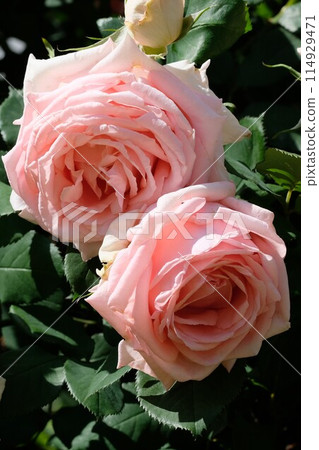 Pink rose "Hamamirai" Pink rose "Hamamirai" 114929471