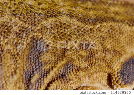 Close-up Portrait of Bearded Dragon (Pogona Vitticeps) with Vibrant Yellow Textured Scales Close-up Portrait of Bearded Dragon (Pogona Vitticeps) with Vibrant Yellow Textured Scales 114929590