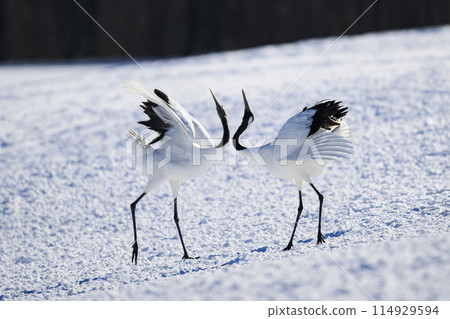 起重機跳舞求愛舞蹈 114929594