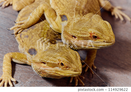 Bearded Dragons: A Close-Up Look at This Amazing Lizards 114929622