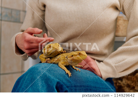 Beautiful Woman Posing with Her Two Adorable Bearded Dragon Pets 114929642