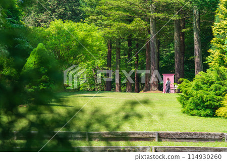Red Hill Heather Forest, beautiful green Sequoia sempervirens (Tsu City, Mie Prefecture) Red Hill Heather Forest, beautiful green Sequoia sempervirens (Tsu City, Mie Prefecture) 114930260