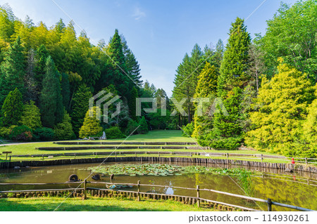 Red Hill Heather Forest, beautiful green Sequoia sempervirens (Tsu City, Mie Prefecture) 114930261
