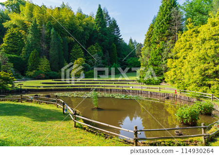 Red Hill Heather Forest, beautiful green Sequoia sempervirens (Tsu City, Mie Prefecture) 114930264