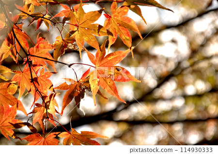 Autumn scenery Autumn scenery 114930333