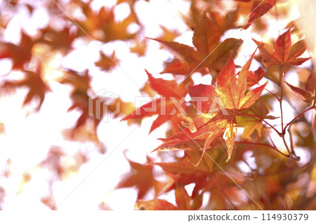 Autumn scenery Autumn scenery 114930379