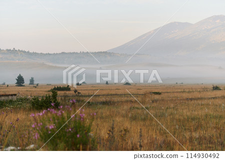 Mountain top with fog lingering 114930492