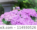紫色繡球花 114930526